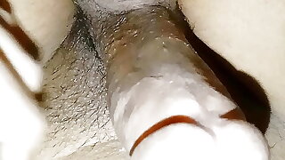 STUD SHOWING COCK